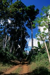 Archipel-des-Comores;-Chemin;-Forêt;-France;-Kaleidos;-Kaleidos-images;-La-parole-à-limage;-Laurent-Abad;-Marcheur;-Mayotte;-Océan-Indien;-Papayers;-Stories-Pictures;-Terre-rouge;-Végétation